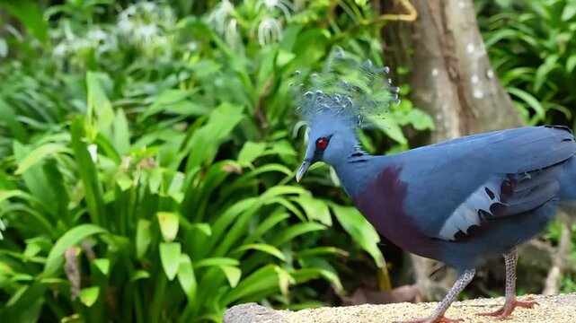 big pigeon in the park, looking for food, eating grains, victoria Crowned pigeon