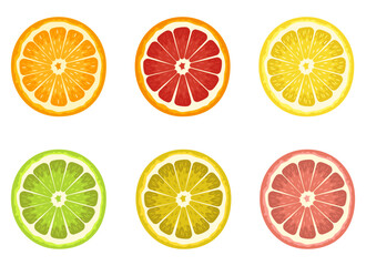 Obraz premium Citrus Slices: Colorful assortment of grapefruit, lemon, lime and orange