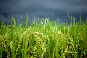 Fototapeta premium Close up of green paddy rice plant (Oryza sativa) on rice field. Natural wallpaper