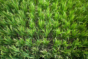 Obraz premium Close up of green paddy rice plant (Oryza sativa) on rice field. Natural wallpaper