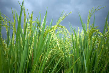 Obraz premium Close up of green paddy rice plant (Oryza sativa) on rice field. Natural wallpaper