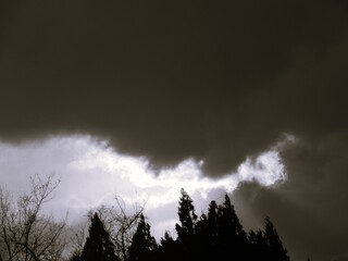 日暮れの冬の森