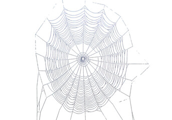 Obraz premium Detailed illustration of a spider web isolated on transparent background