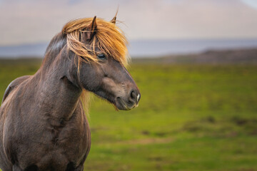 Naklejka premium Icelandic horse in the meadow