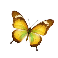 Fototapeta premium Yellow Butterfly With Green and Brown Wings