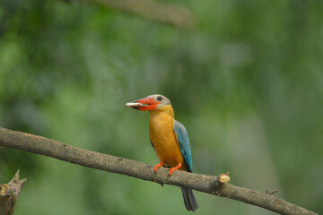 Fototapeta premium Stork-billed kingfisher (Pelargopsis capensis ) standing on branch in natural habitat 