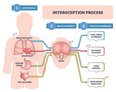 Interoception process outline explains body signals interpreted by the brain to form conscious feelings, key visuals, brain, heart, lungs. Outline diagram