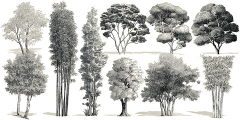 Fototapeta premium Collection of detailed monochrome botanical of various trees and bamboo stalks grayscale
