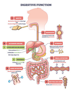Digestive function diagram shows a simplified pathway of food through mouth to stomach and intestines, key organs highlighted, stomach, liver, small intestine. Outline diagram
