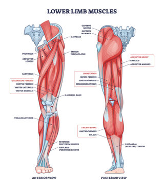 Lower limb muscles diagram showing anterior and posterior views with labeled quadriceps, hamstrings, and gastrocnemius for study and anatomy reference. Outline diagram