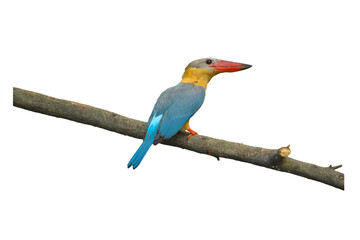 Obraz premium Stork-billed kingfisher (Pelargopsis capensis ) standing on branch isolated on white background. This has clipping path.