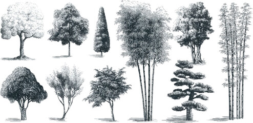 Collection of detailed black and white ink of various trees and bamboo stalks