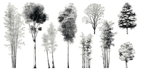 Collection of monochrome sketched trees and bamboo stalks on a white background grayscale black © appl