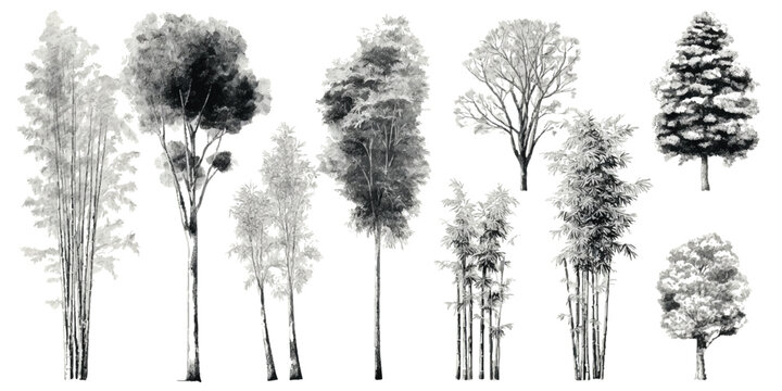 Collection of monochrome sketched trees and bamboo stalks on a white background grayscale black