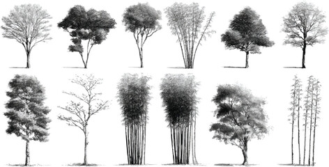 Collection of detailed black and white pencil of various trees and bamboo stalks on a white background
