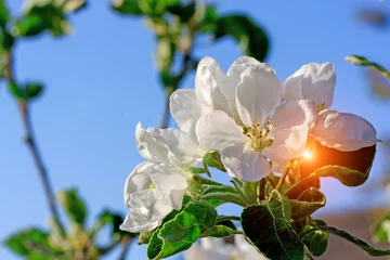 Blossoming apple tree on blue sky background. © kuzina1964