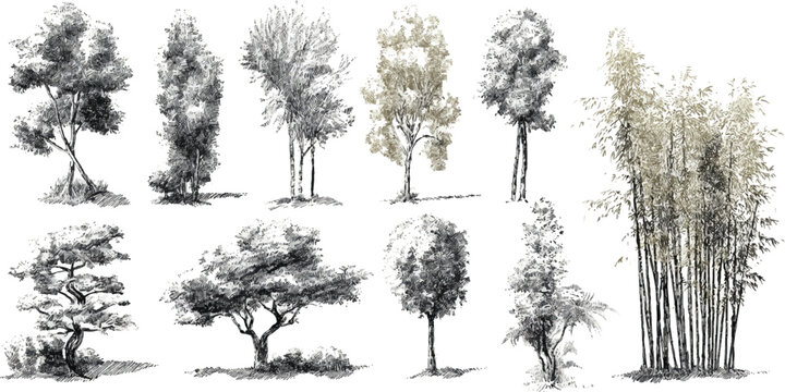 Collection of hand drawn trees and bamboo in black and white with subtle sepia tones plant nature foliage