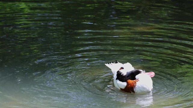 The common shelduck, Tadorna tadorna is a waterfowl species of the shelduck genus, Tadorna.