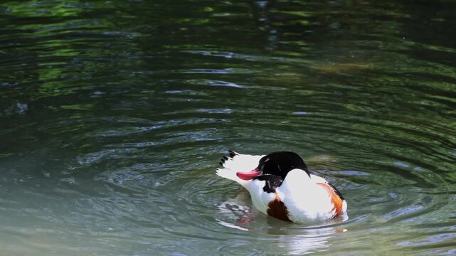 The common shelduck, Tadorna tadorna is a waterfowl species of the shelduck genus, Tadorna.