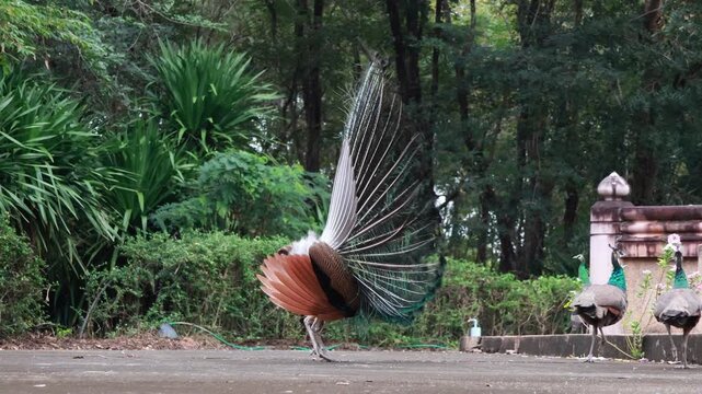 Beautiful male peacock spreading its colorful tail feathers.