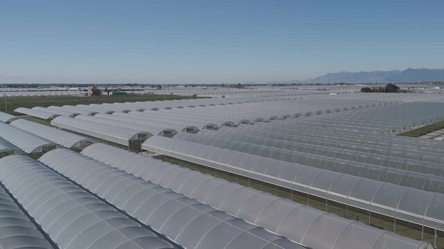 drone, vista su coltivazione in serra, piante e insalata. campania, italia