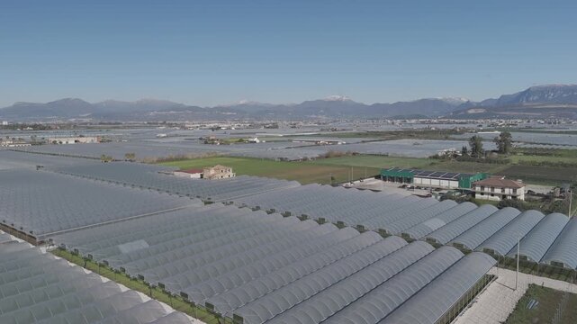 drone, vista su coltivazione in serra, piante e insalata. campania, italia