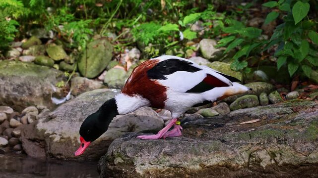 The common shelduck, Tadorna tadorna is a waterfowl species of the shelduck genus, Tadorna.