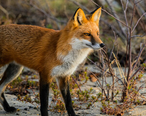 Obraz premium Red Fox Standing in Warm Morning Light on Sandy Background, Calm Wild Animal Portrait in Natural Habitat