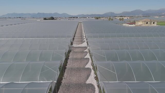 drone, vista su coltivazione in serra, piante e insalata. campania, italia