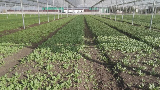 drone, vista su coltivazione in serra, piante e insalata. campania, italia