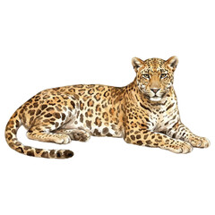 Obraz premium Watercolor Leopard Vector Illustration Isolated on White Background, Safari Wildlife Animal Art 