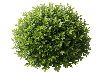 Obraz premium Top view of green bush with small leaves isolated on transparent background