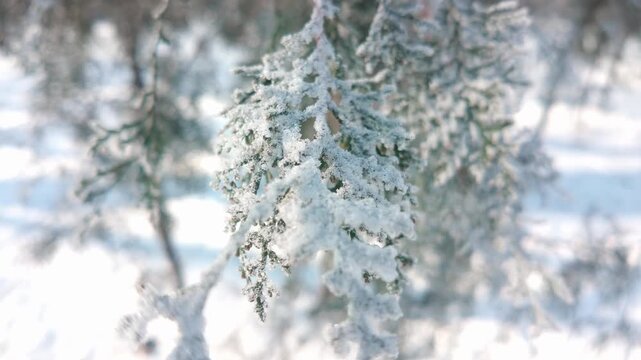 Close-up, Frostcovered branch of thuja tree swaying in wind on sunny winter day. Natural winter scene on frosty arborvitae conifer with hoar frost. 