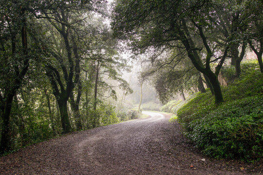 Dirty road through the hills of oltrepo pavese, winery area in northern italy (lombardy region, pavia province) famous for red, white and sparkling wine production.