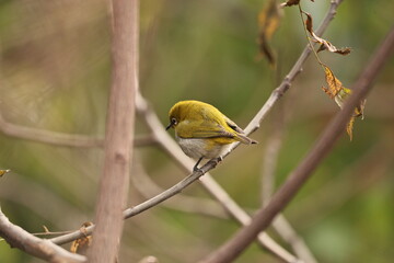 Obraz premium White Eye