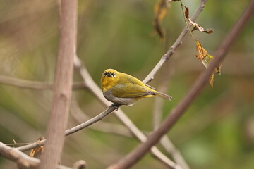Indian white eye