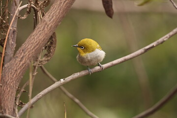Indian white eye