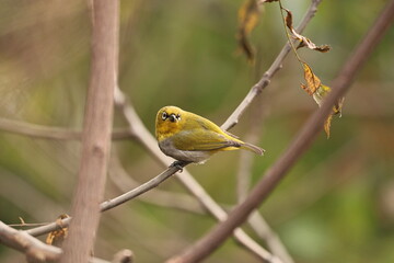 Indian white eye