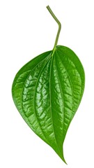 Vibrant Green Betel Leaf - A Close-Up of Natures Beauty.