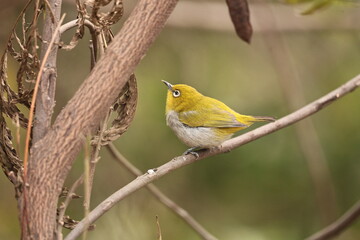 Indian white eye