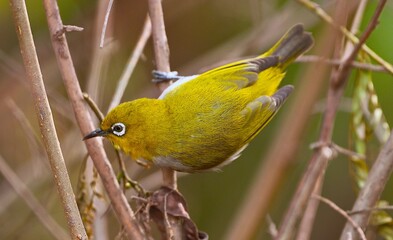 Indian white eye