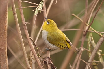 Indian white eye