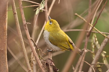 Indian white eye