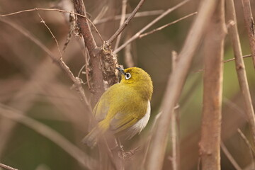 Indian white eye