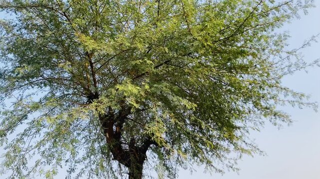 Kikar Tree (Acacia Nilotica) Growing in Natural Rural Environment