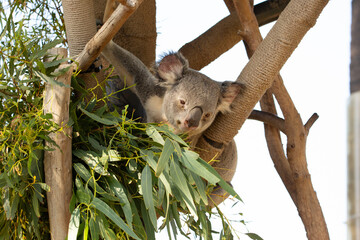 Fototapeta premium A view of a koala reach for a eucalyptus branch.