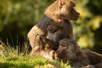 A view of some social hamadryas baboons. © DAVID