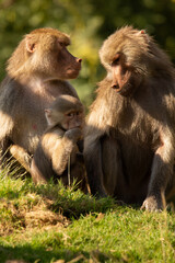 Naklejka premium A view of some hamadryas baboons.