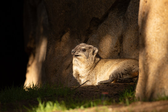 A view of a basking rock hyrax.