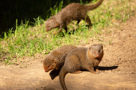 A view of some common dwarf mongooses.